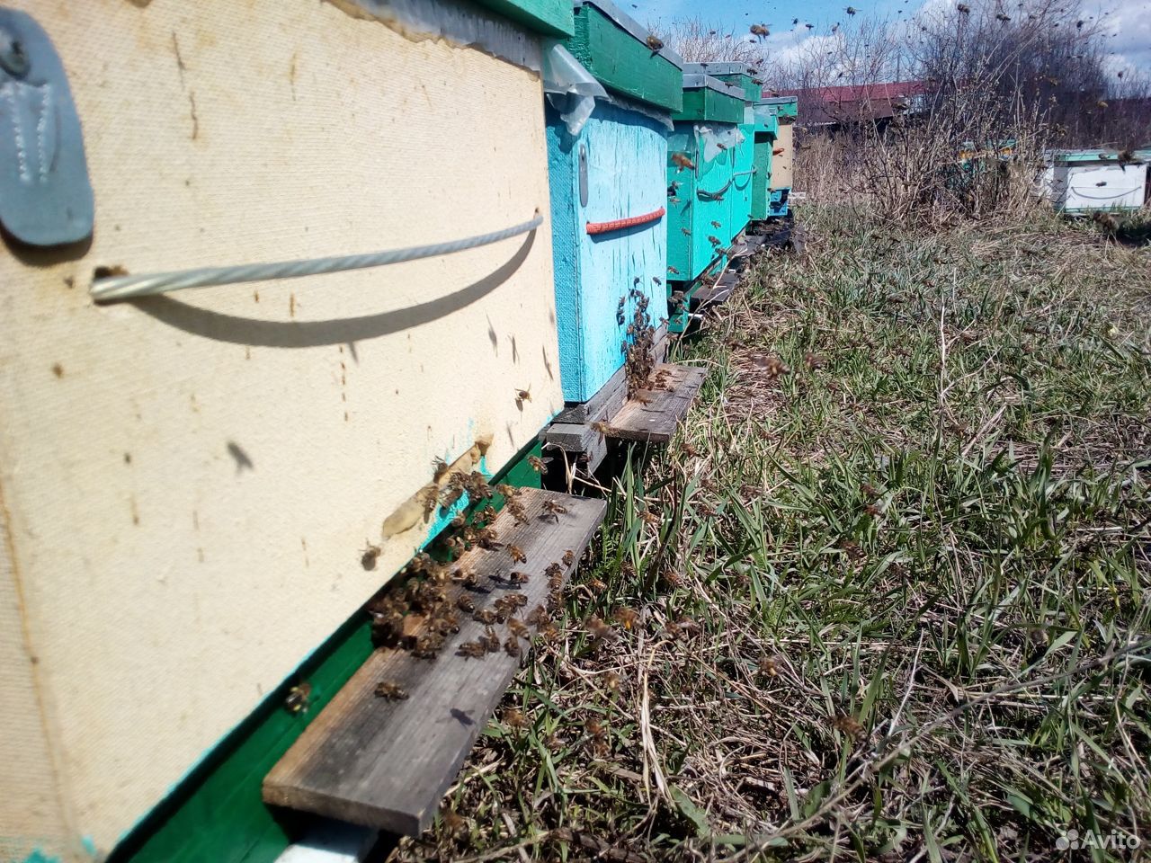 Пчелопакеты,Пчелосемьи Карника и Бакфаст купить на Зозу.ру - фотография № 3
