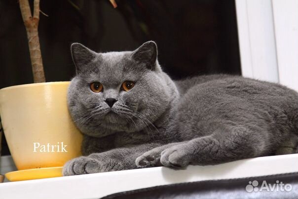 Британский кот для вязки купить на Зозу.ру - фотография № 1