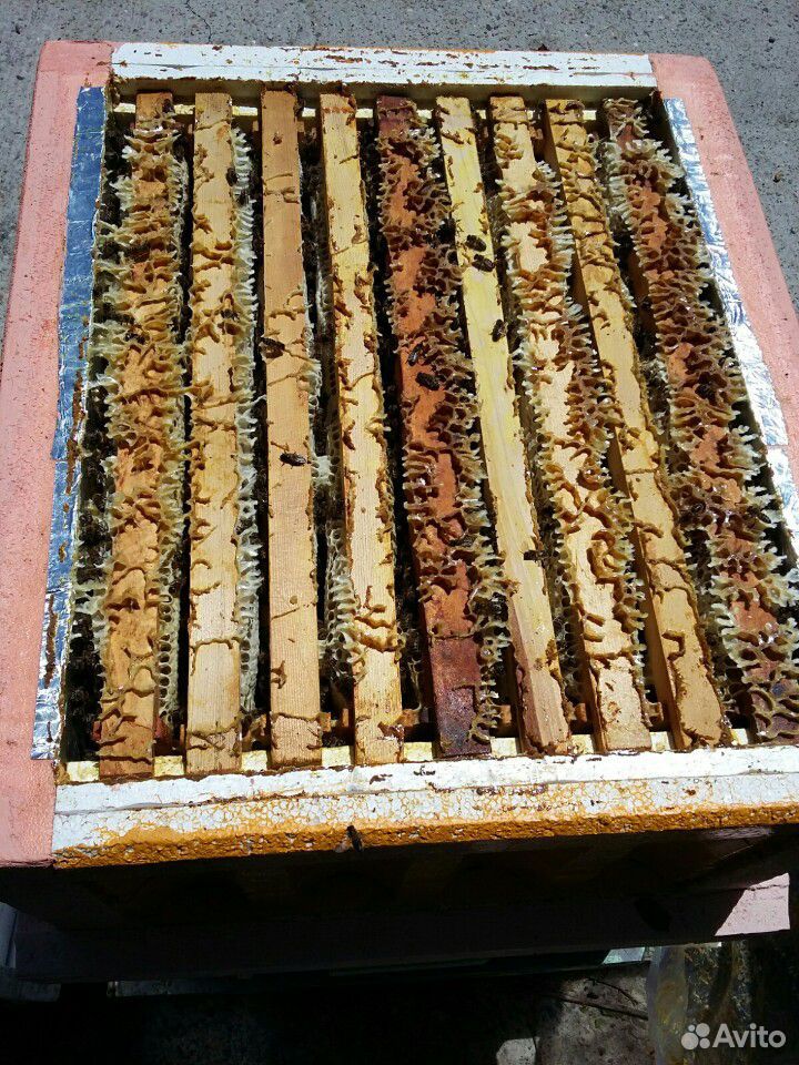 Пчелопакеты пчёлы купить на Зозу.ру - фотография № 2