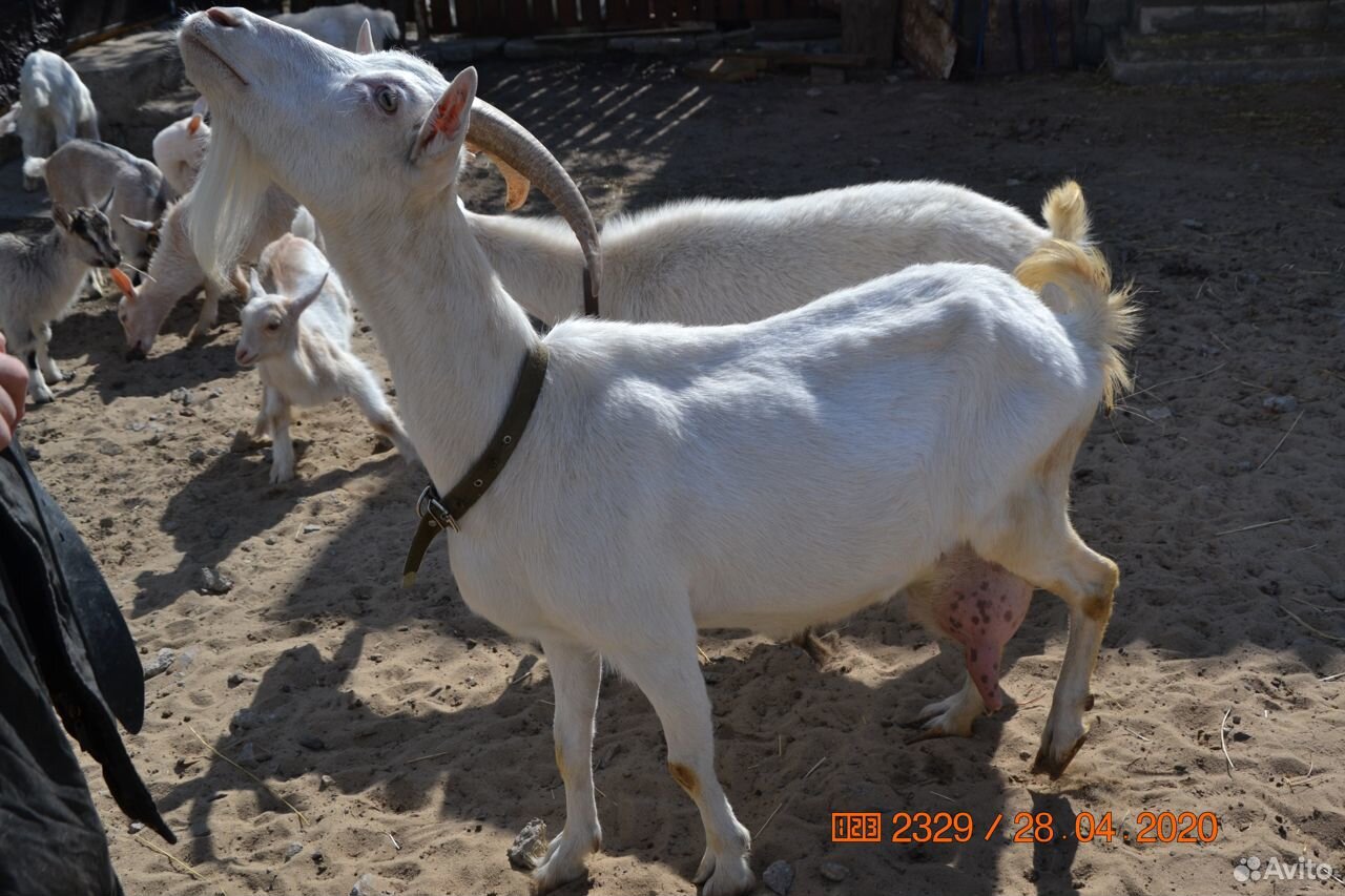 Продам коз и козлят купить на Зозу.ру - фотография № 3