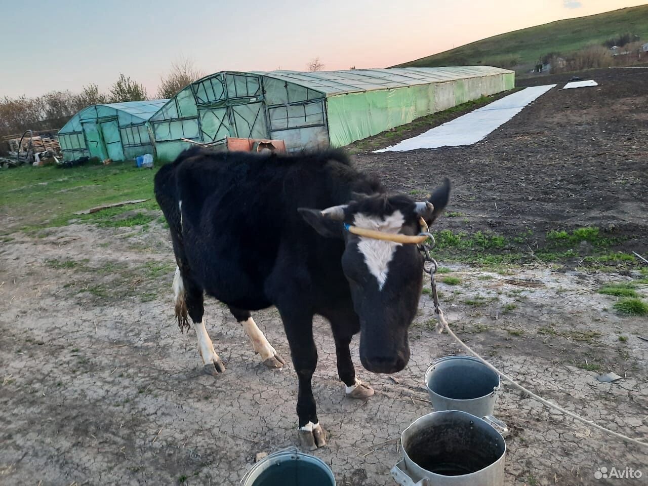 Корова,телка,бык купить на Зозу.ру - фотография № 9