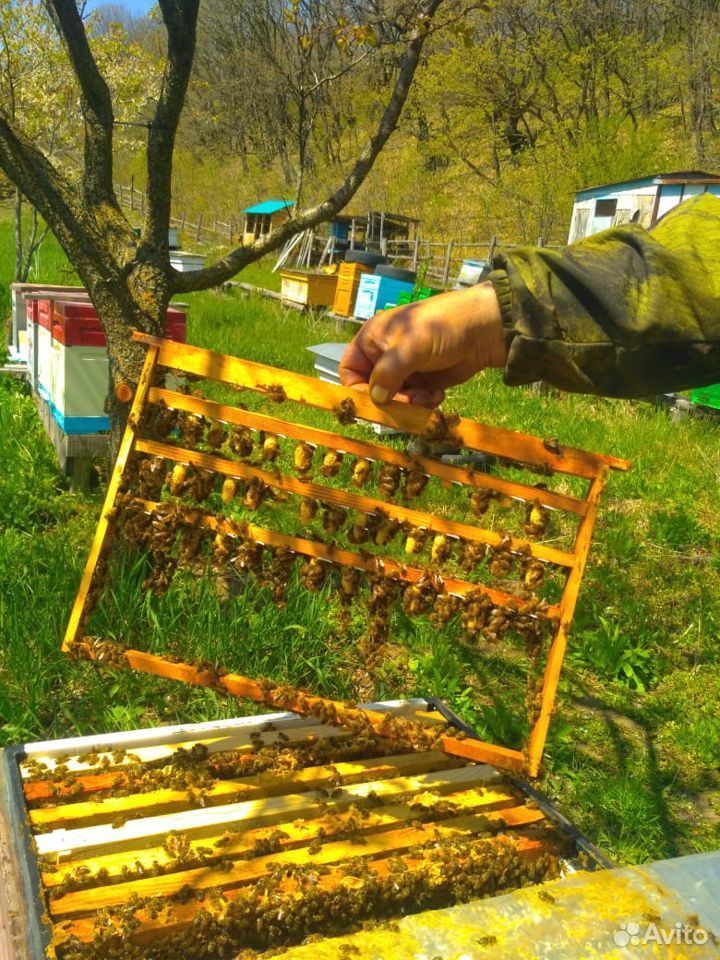 Пчеломатки мини пакетом купить на Зозу.ру - фотография № 1
