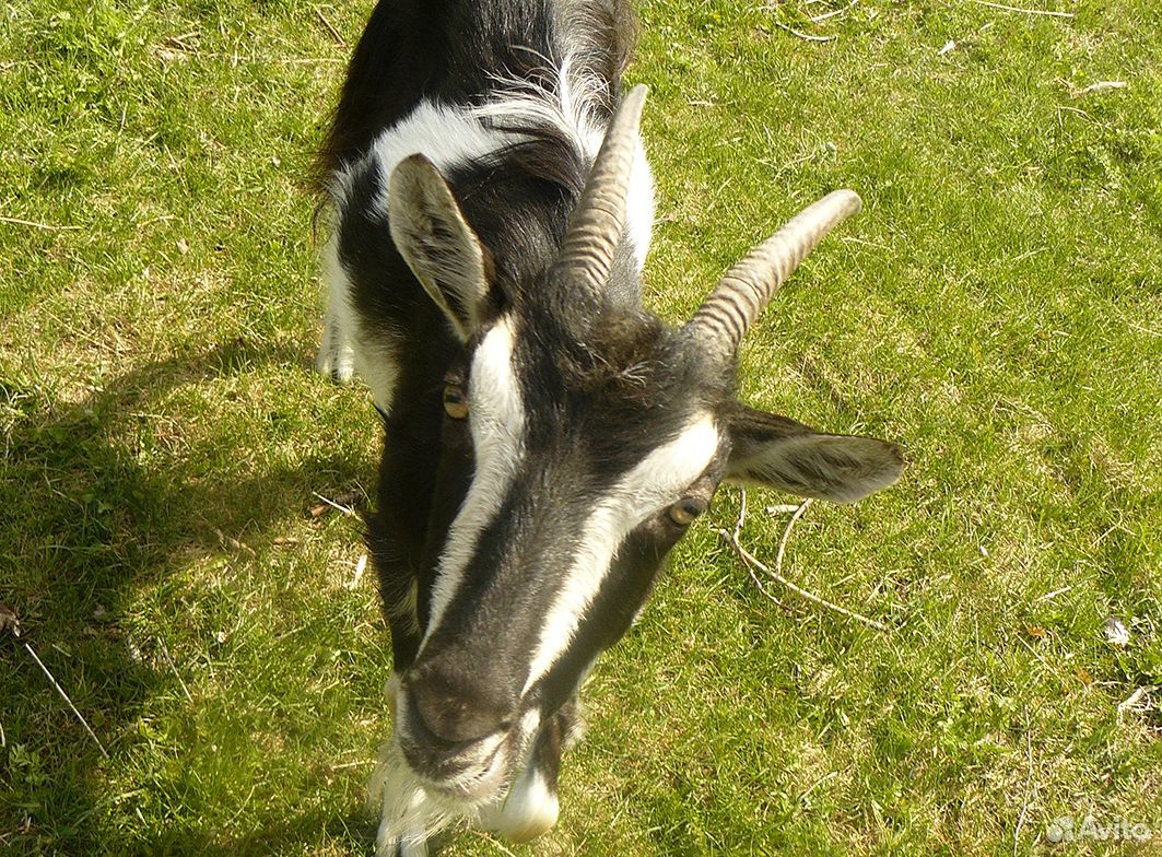 Молочная молодая коза купить на Зозу.ру - фотография № 4