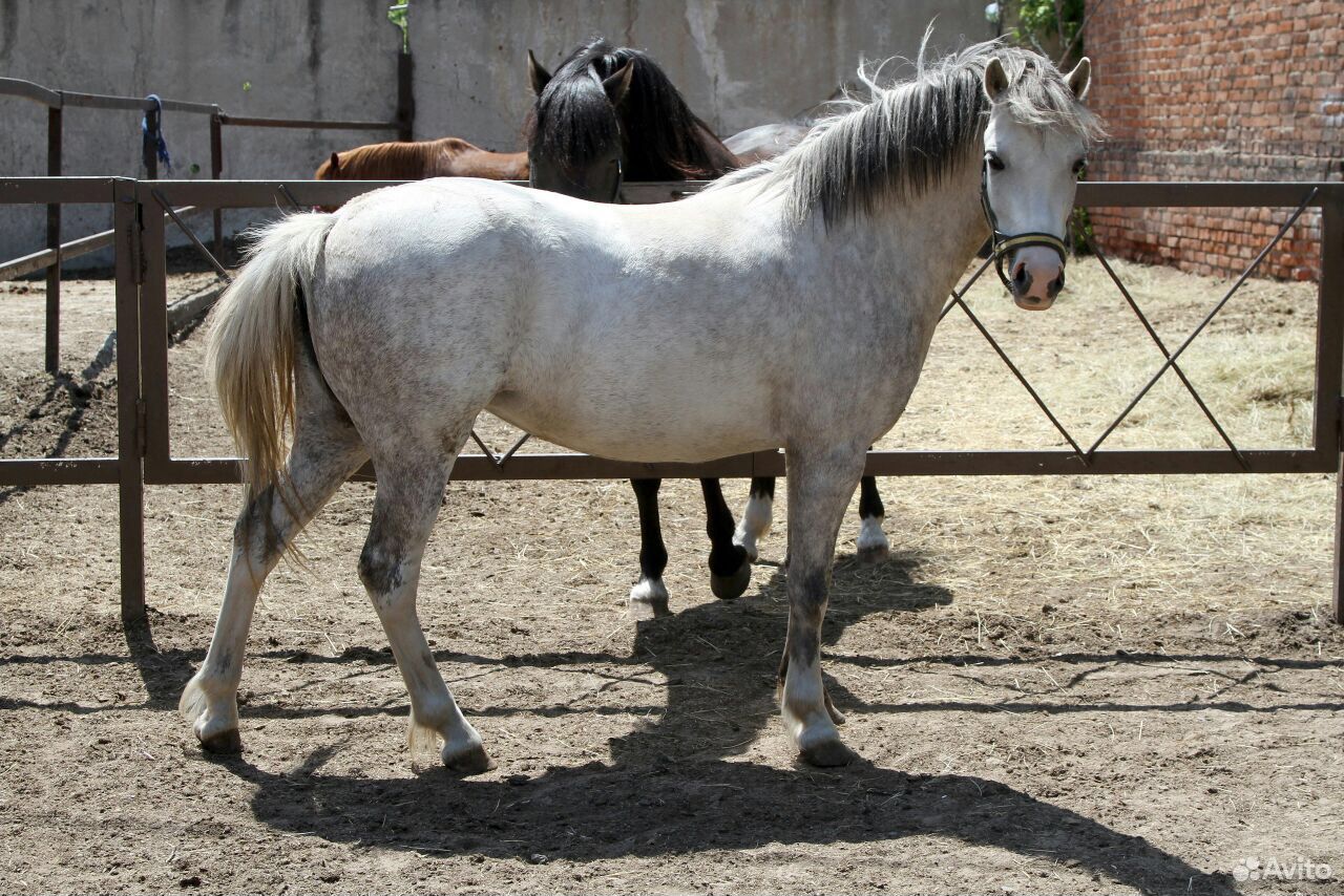 Уэльская пони 2 года купить на Зозу.ру - фотография № 6