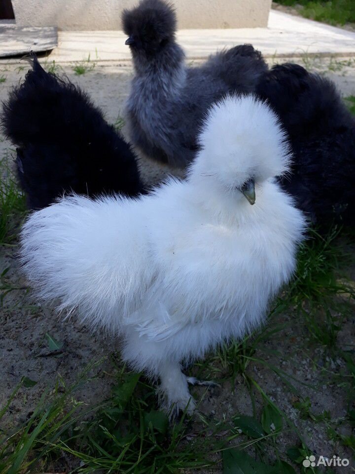 Продам китайских шёлковых цыплят купить на Зозу.ру - фотография № 1