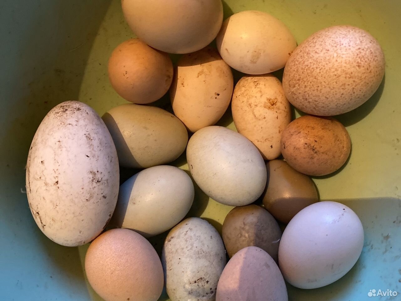 Купить инкубационное яйцо в свердловской области. Куры синь синь Дянь.
