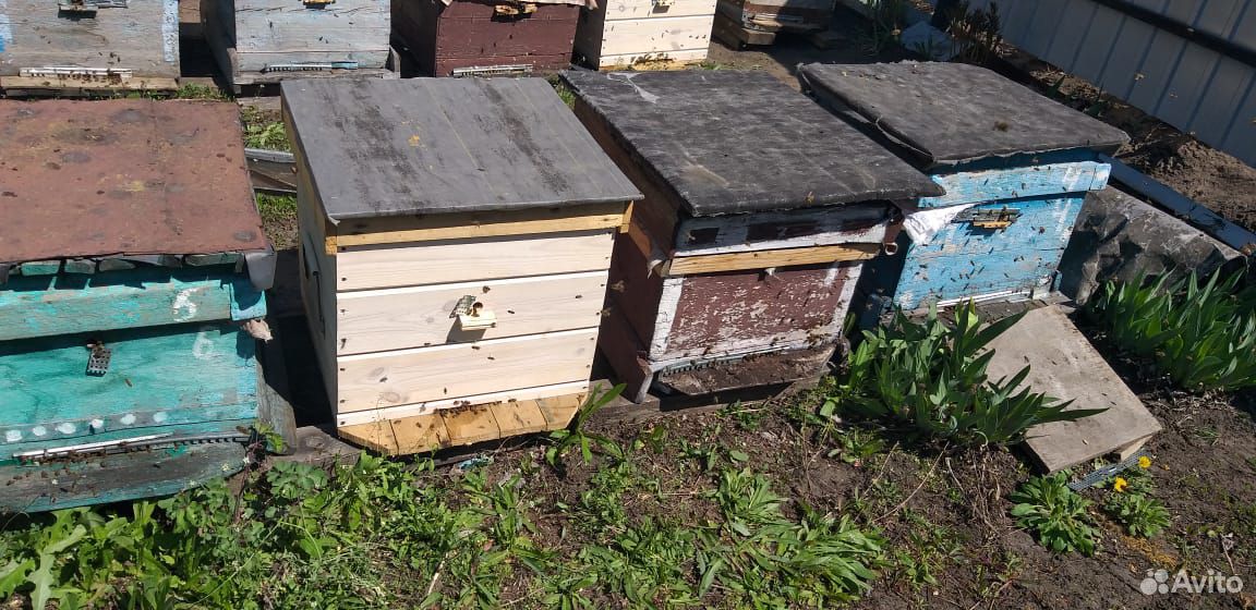 Пчёлы. Пчёло семьи купить на Зозу.ру - фотография № 6