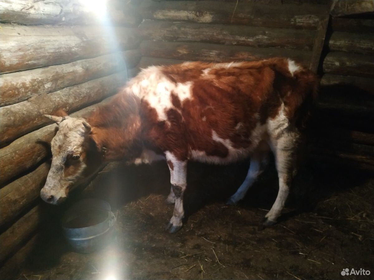 Молодая корова, дойная и первотелок купить на Зозу.ру - фотография № 3