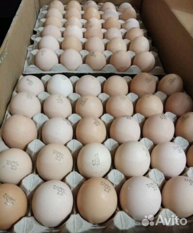 Яйца инкубационные купить сергиев посад. Яйцо Кобб 500 Чехия. Бройлер Кобб 700 АРБОР. Инкубационное яйцо Кобб 500. Бройлер Кобб 500.