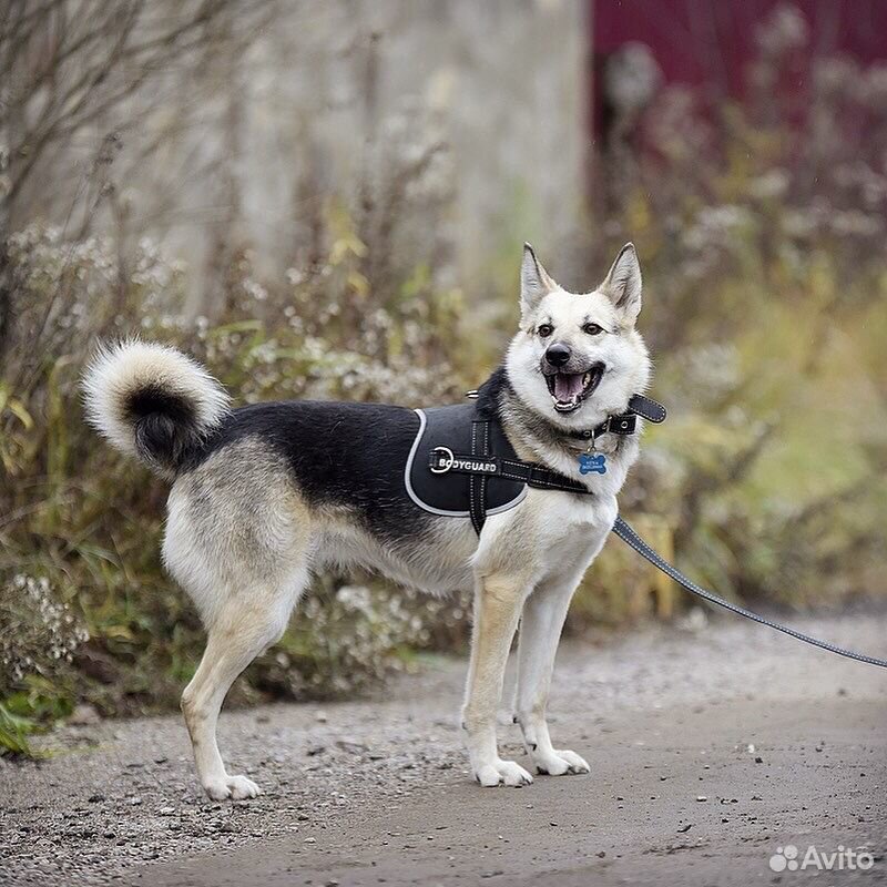 Собака для души и домашней жизни ищет дом купить на Зозу.ру - фотография № 4
