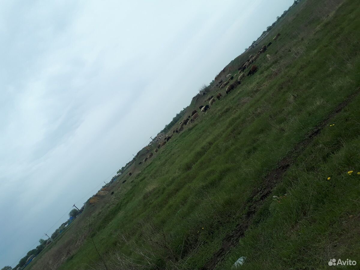 Продам овец ягнят коз купить на Зозу.ру - фотография № 1