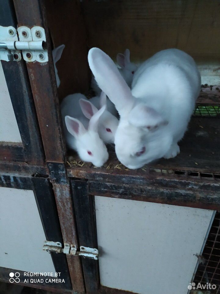 Кролики белый паннон и французский баран купить на Зозу.ру - фотография № 1