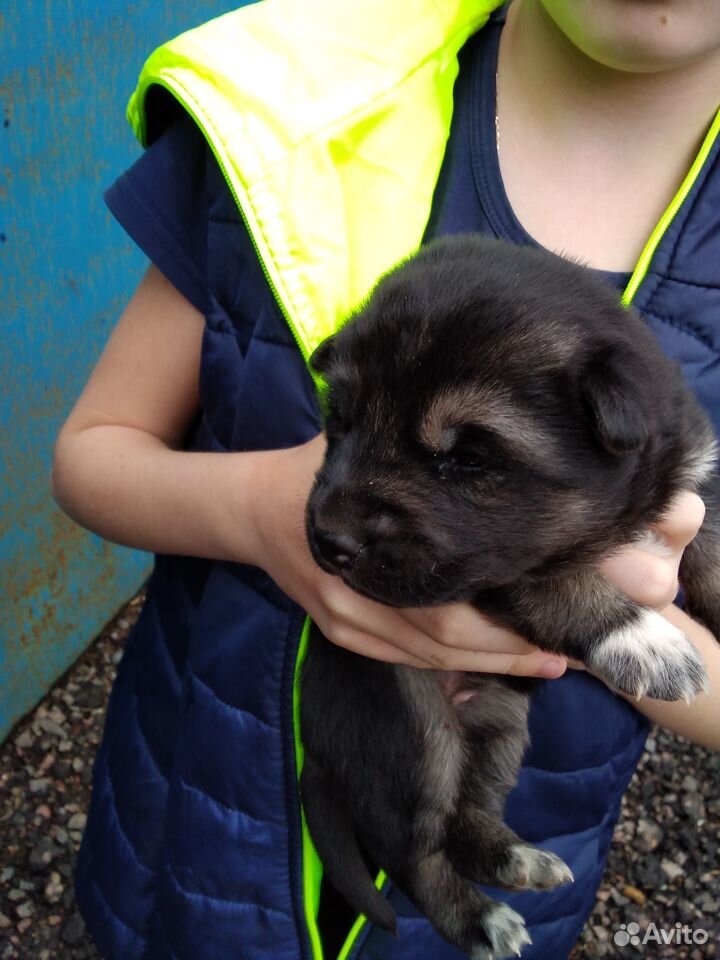 Готовятся к продаже 7 очаровательных щенят купить на Зозу.ру - фотография № 7