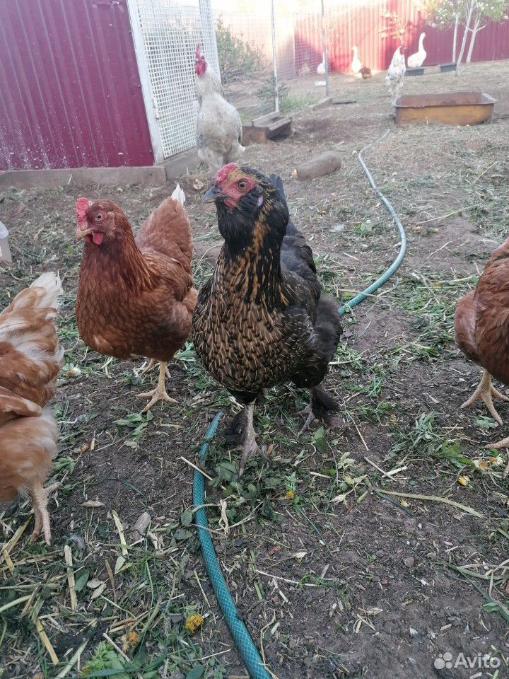 Инкубационные яйца, куры, цыплята купить на Зозу.ру - фотография № 2