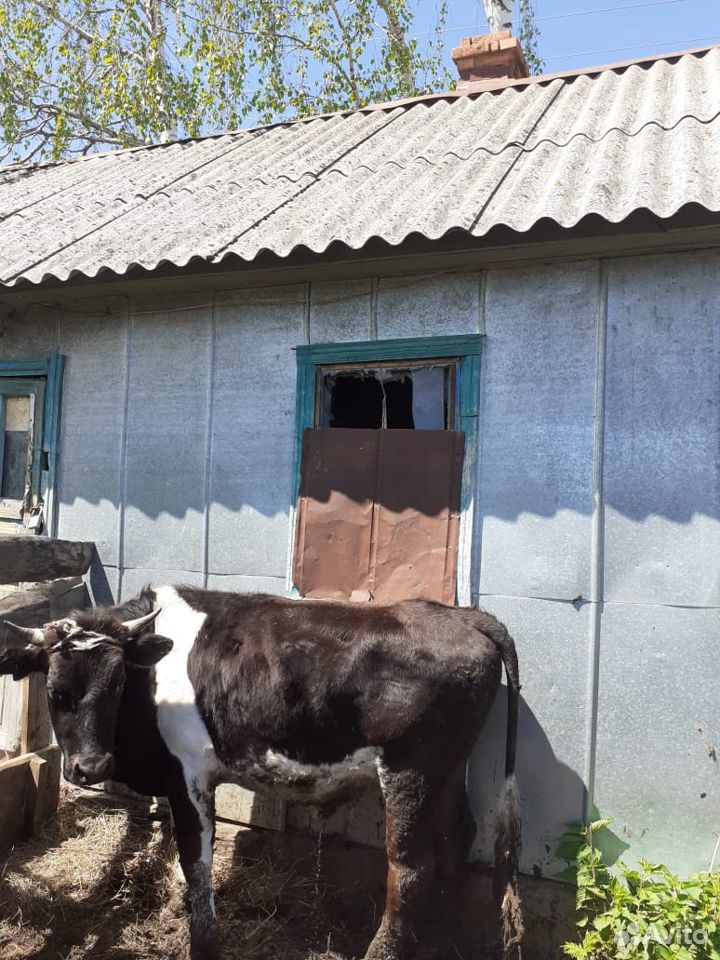 Откормленные бычки купить на Зозу.ру - фотография № 2