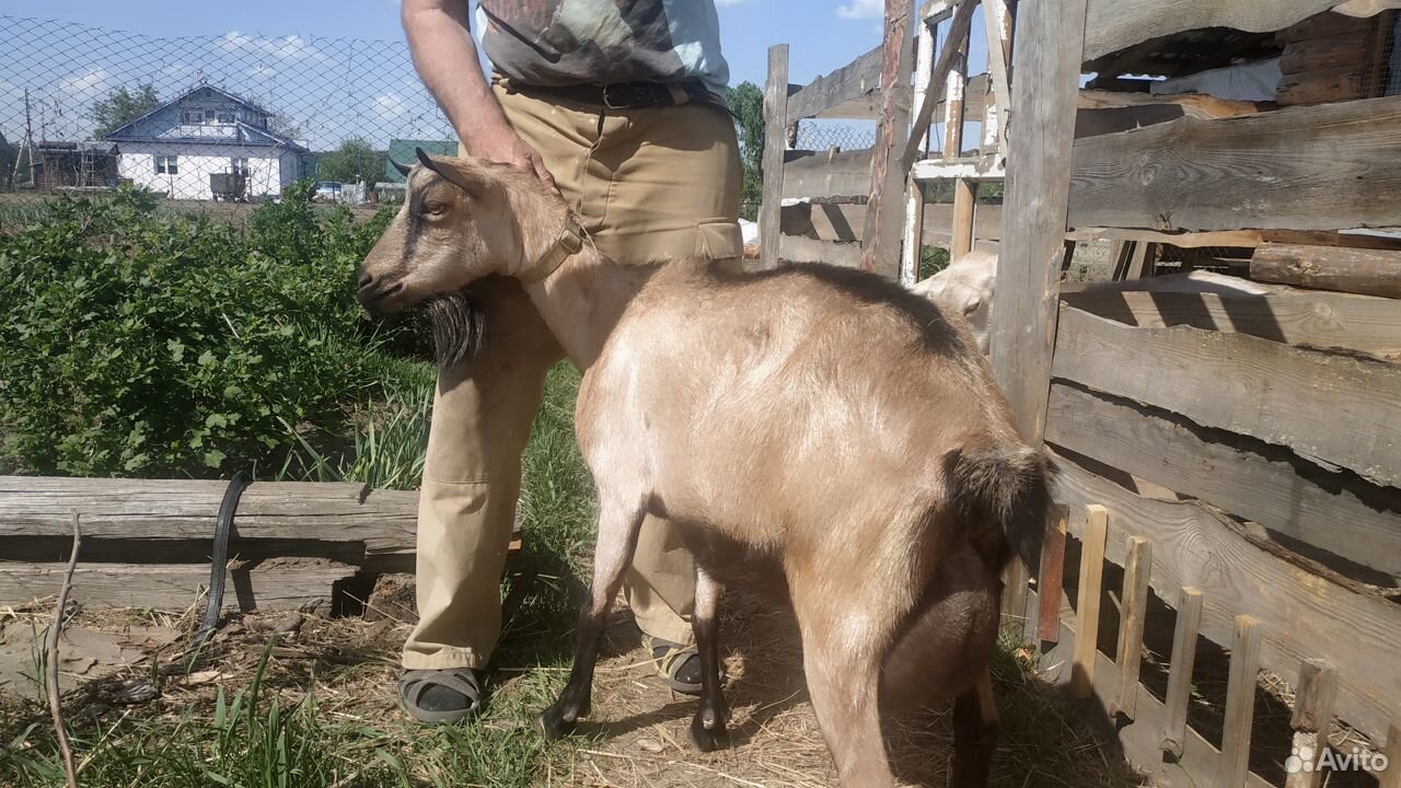Продается коза купить на Зозу.ру - фотография № 2