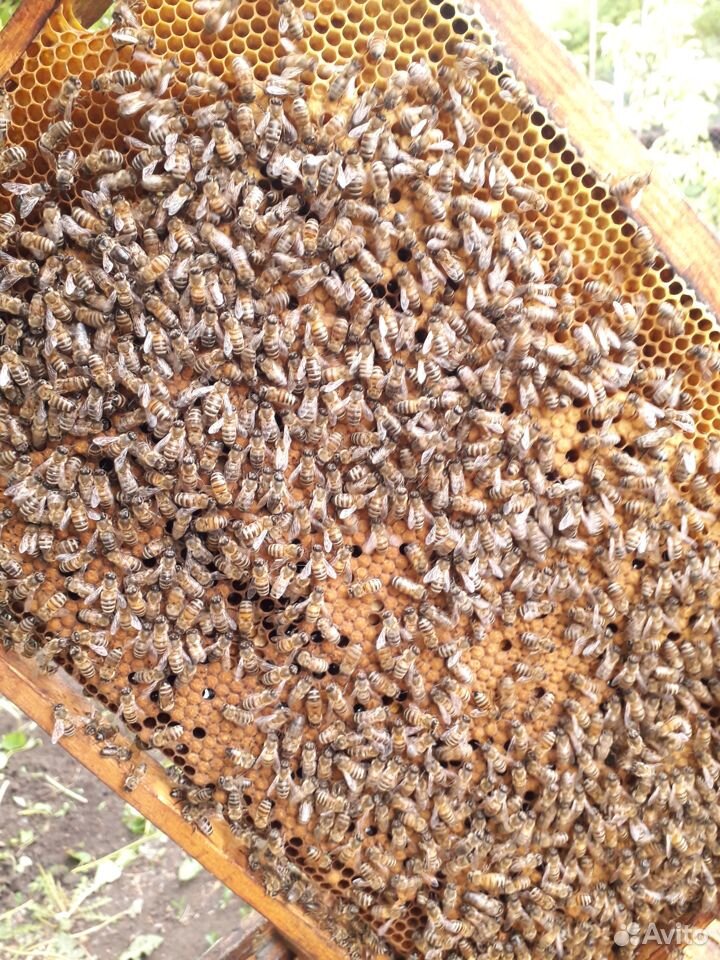Пчелосемьи дадан в г. Богучар купить на Зозу.ру - фотография № 4