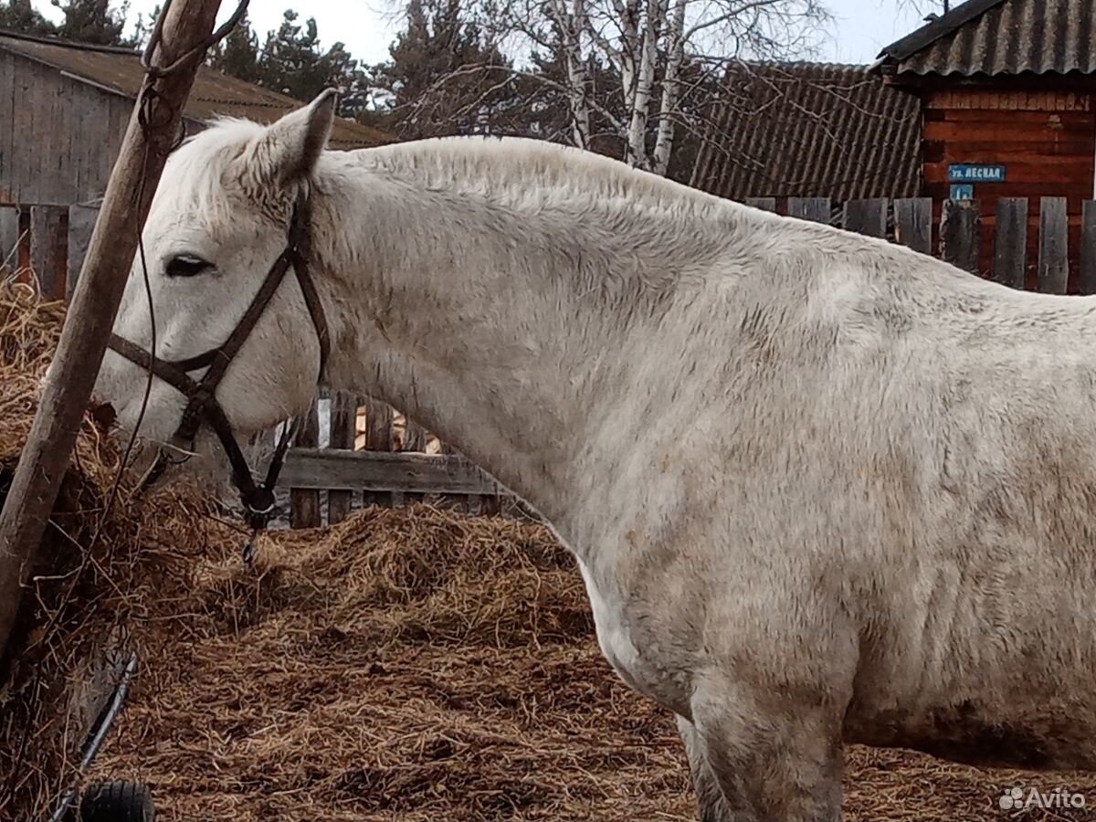 Лошадь кобыла полукровка 6лет идёт переступью купить на Зозу.ру - фотография № 6