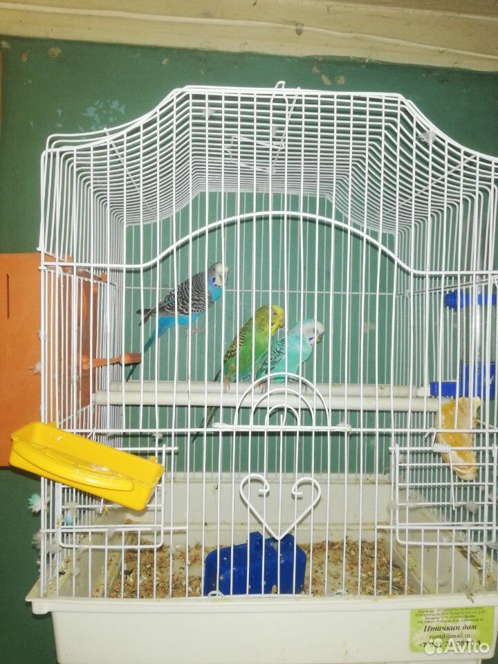 2 пары попугаев мж купить на Зозу.ру - фотография № 6