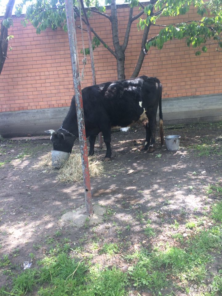 Корова чернопестрая купить на Зозу.ру - фотография № 4