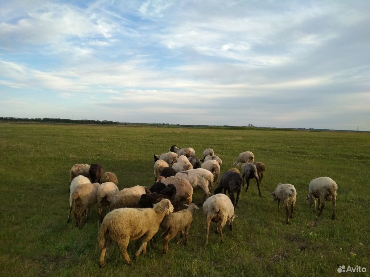 Овца, Бараны купить на Зозу.ру - фотография № 3