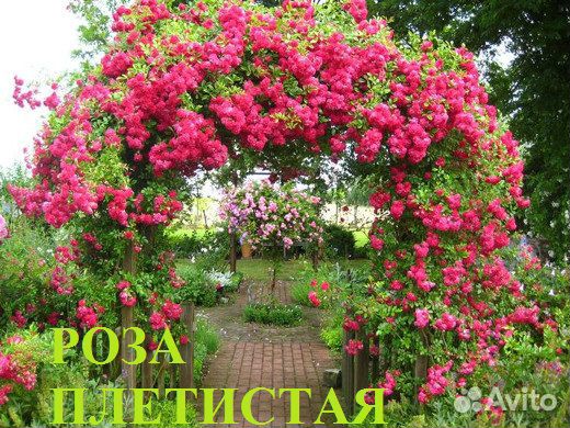 Цветы, кустарники для дизайна сада купить на Зозу.ру - фотография № 1