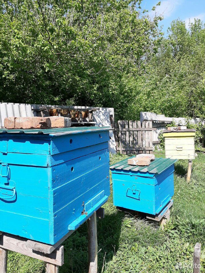 Пчелосемья купить на Зозу.ру - фотография № 3