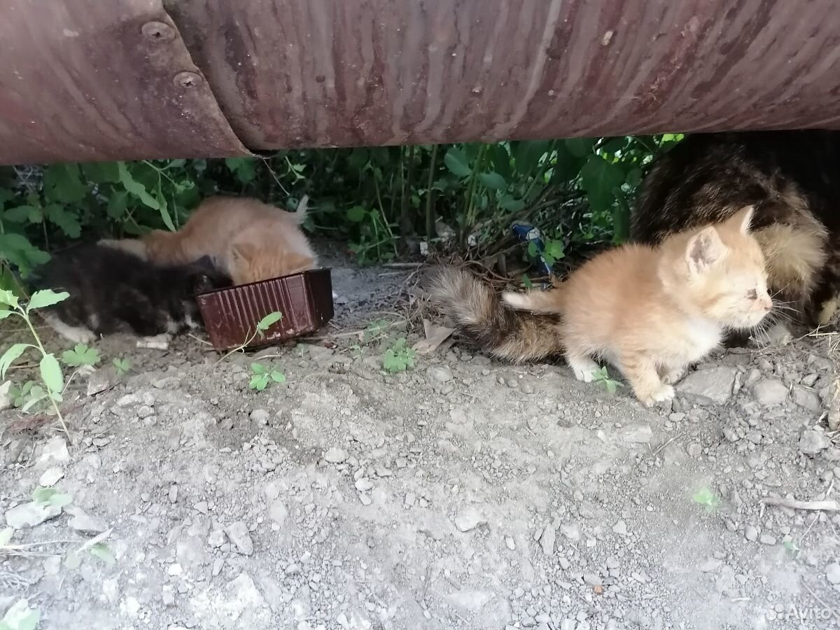 Котята ищут дом купить на Зозу.ру - фотография № 3