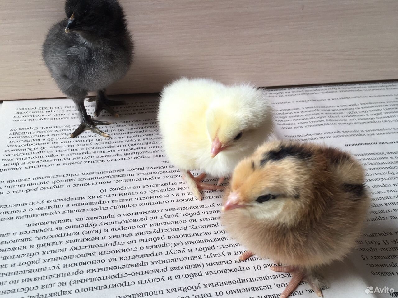 Цыплята несушки купить на Зозу.ру - фотография № 3