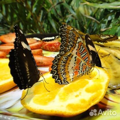 Живые бабочки в подарок купить на Зозу.ру - фотография № 8