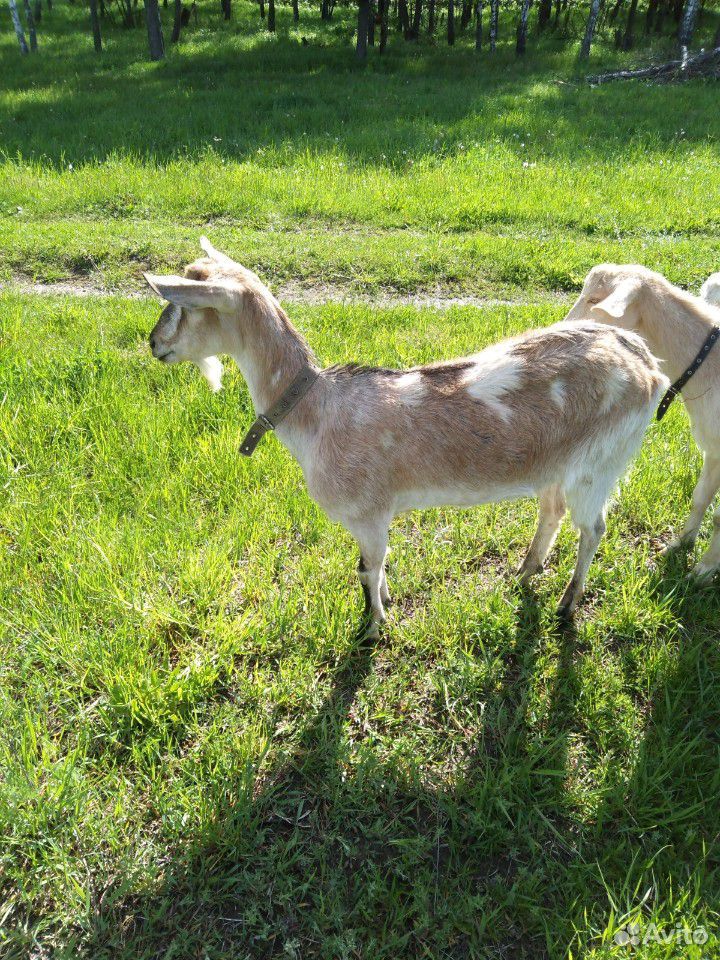 Заано-нубийские козы купить на Зозу.ру - фотография № 4