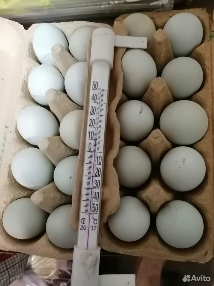 Яйцо инкубационное и цыплята Легбар купить на Зозу.ру - фотография № 1