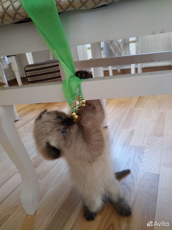 Продается шотландский вислоухий голубоглазый котен купить на Зозу.ру - фотография № 6