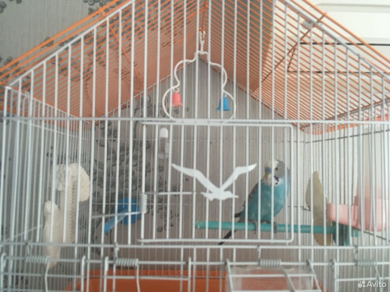 Продам волнистого попугая с клеткой купить на Зозу.ру - фотография № 1