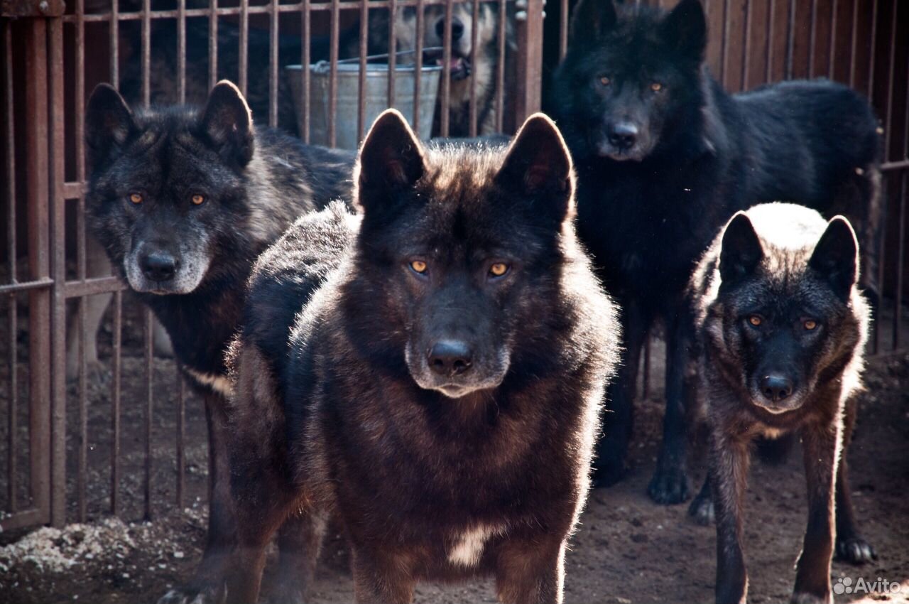 Wolf на русский. Волкособ вольфхунд. Волкособ русский вольфхунд. Аляскинский вольфхунд. Канадский волкособ вольфхунд.