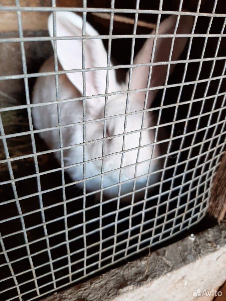 Кролики самки купить на Зозу.ру - фотография № 5