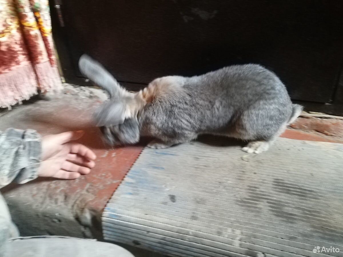 Кролик самец купить на Зозу.ру - фотография № 3