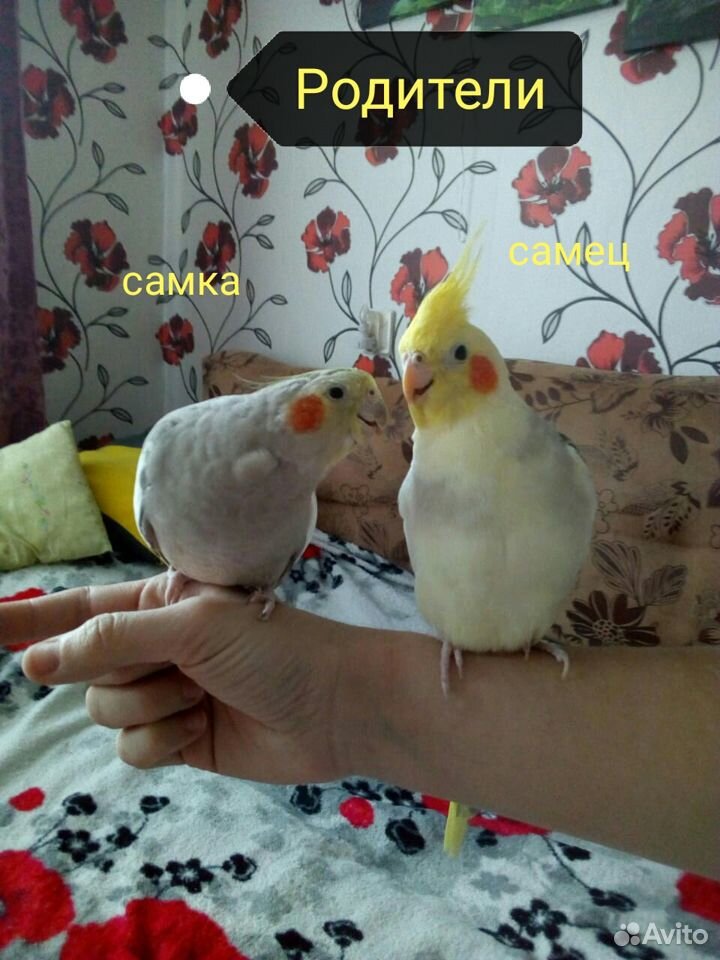 Попугай корелла купить на Зозу.ру - фотография № 4