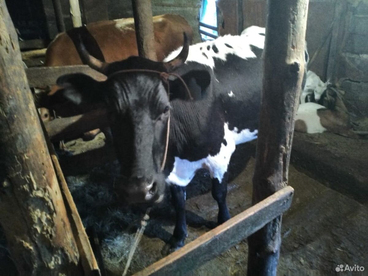 Дойная корова купить на Зозу.ру - фотография № 1