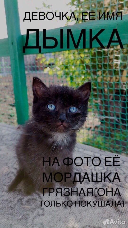 Котята - симпатяги купить на Зозу.ру - фотография № 6