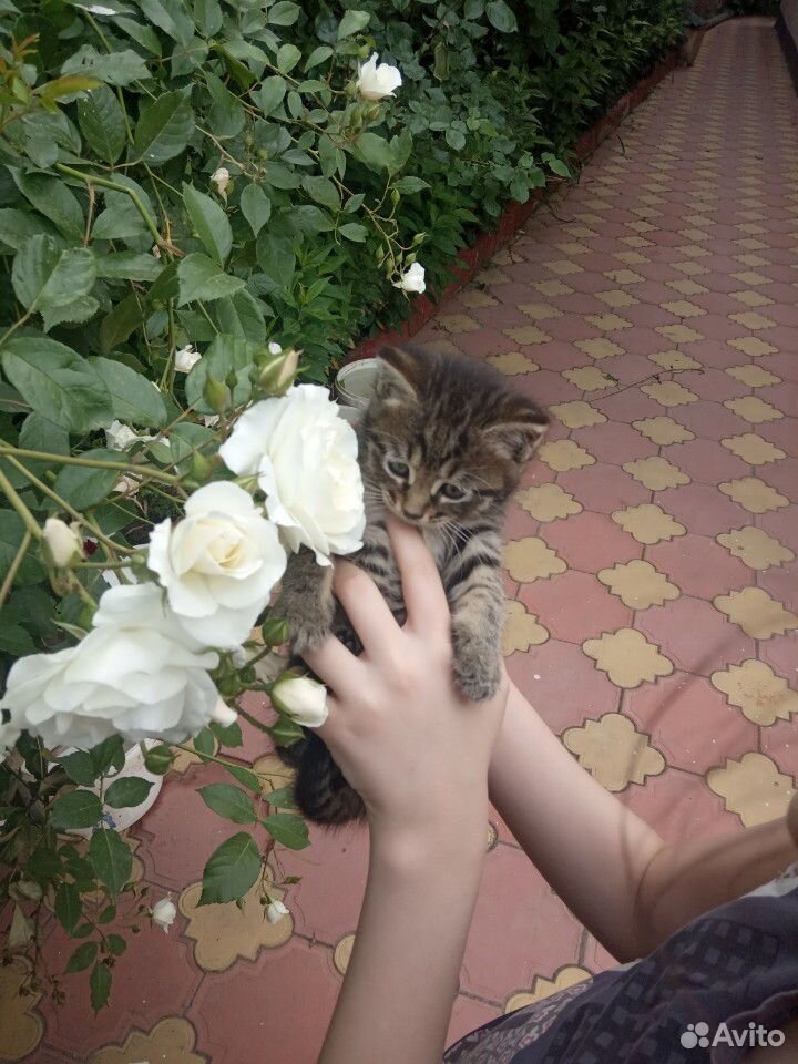 Котята купить на Зозу.ру - фотография № 9
