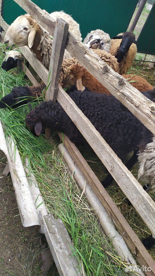 Баран, овцематка с ярочкой, ягнята 4 х месячные купить на Зозу.ру - фотография № 4