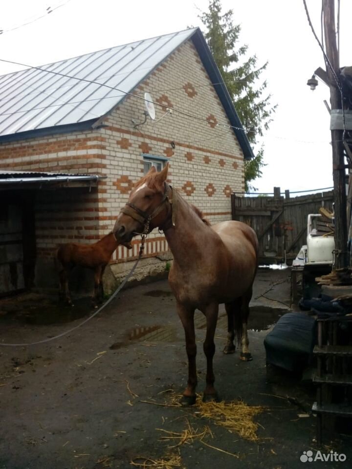 Лошадь сконяшкой купить на Зозу.ру - фотография № 3