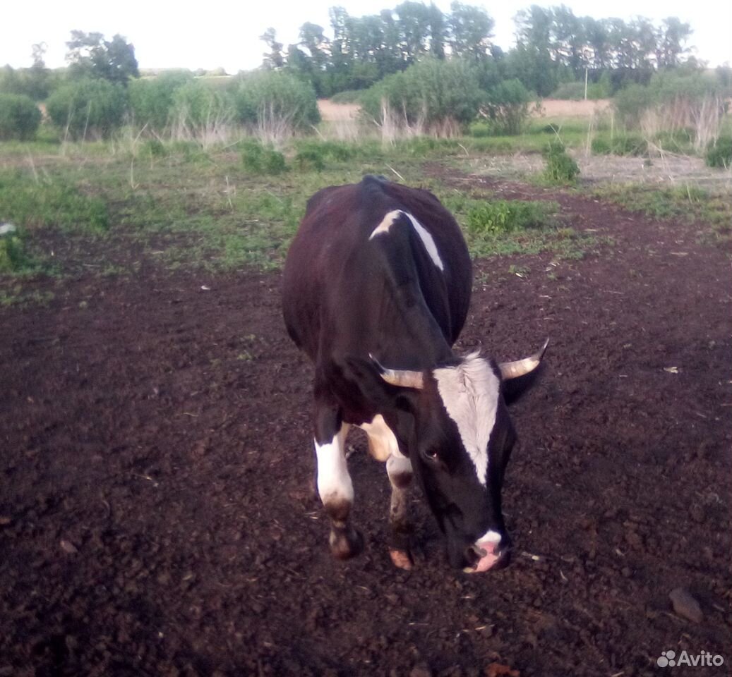 Продаётся корова купить на Зозу.ру - фотография № 5