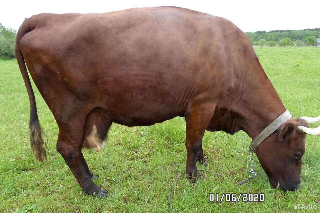 Корова на мясо купить на Зозу.ру - фотография № 1
