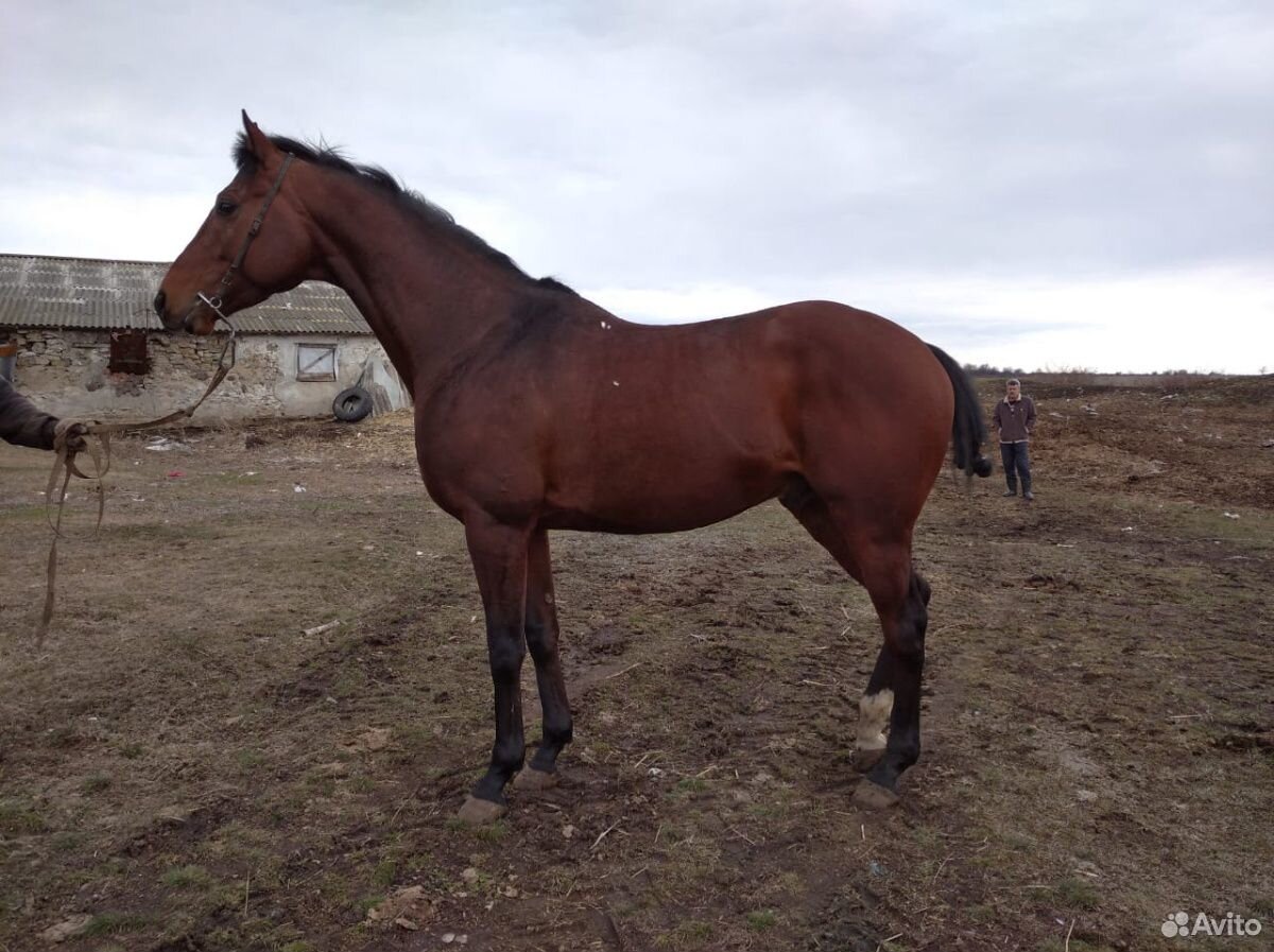 Продажа лошадей на авито в омской области