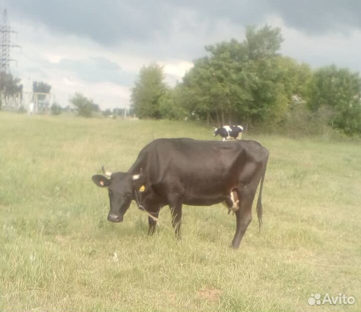 Корова и нетель купить на Зозу.ру - фотография № 1