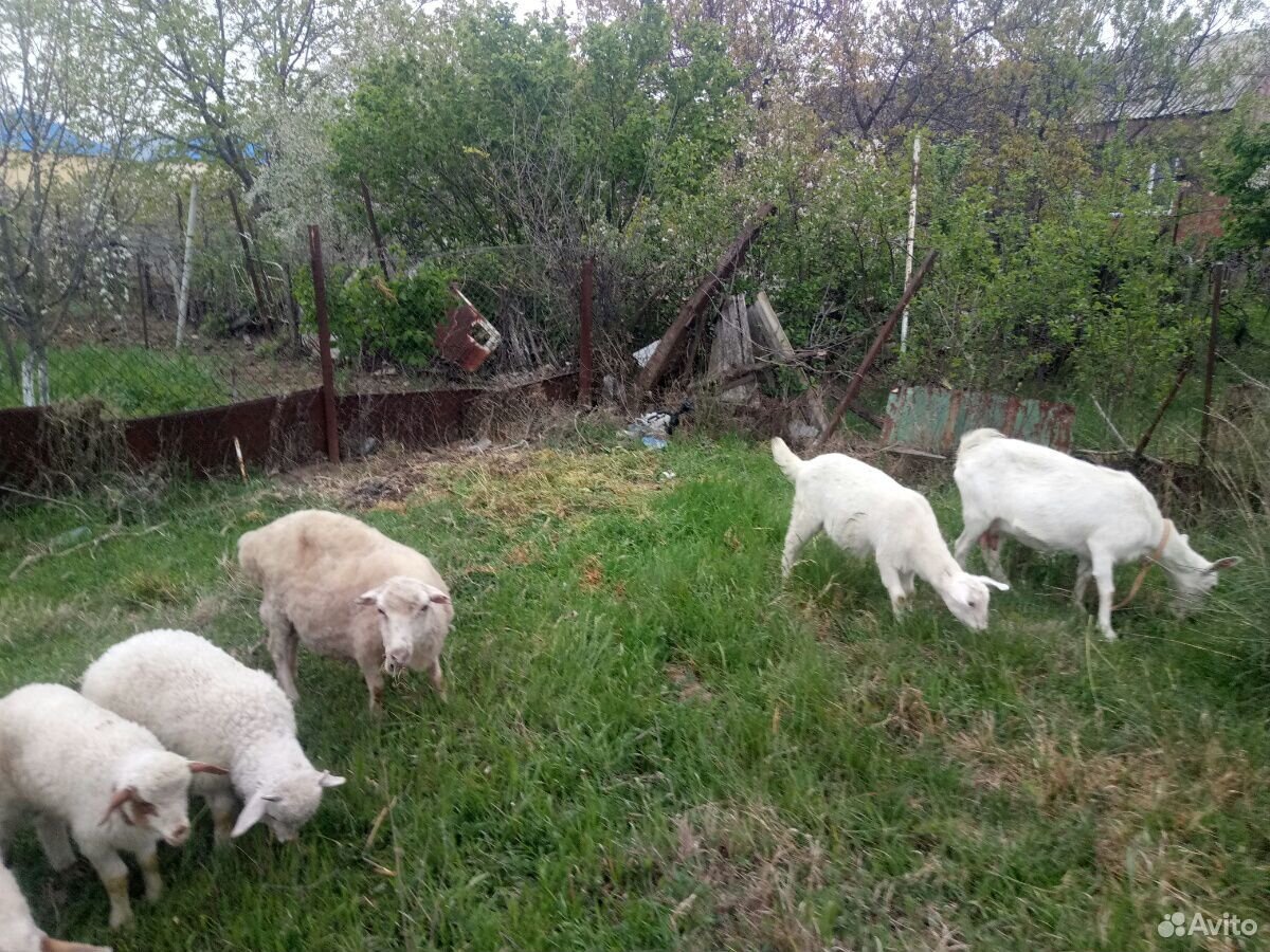 Овцематки с ягнятами и козы купить на Зозу.ру - фотография № 10