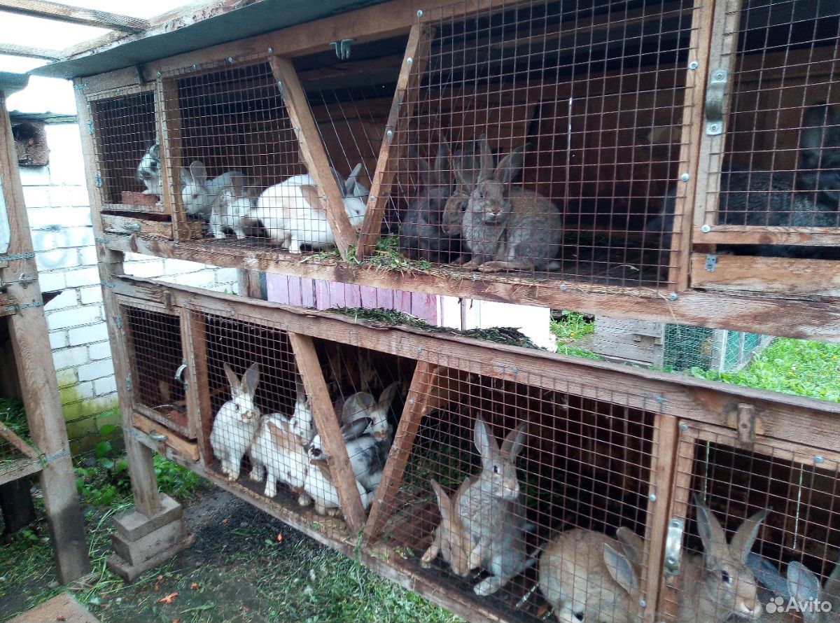 Крольчатник с кроликами купить на Зозу.ру - фотография № 2