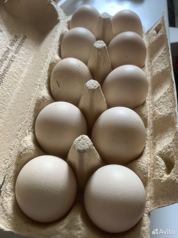 Бресс гальские инкубационное яйцо и цыплята купить на Зозу.ру - фотография № 1